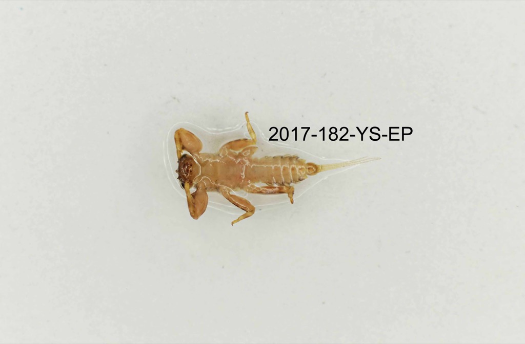ventral