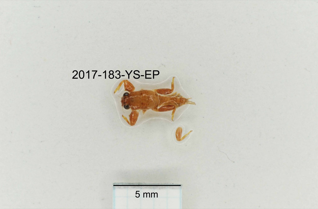 dorsal