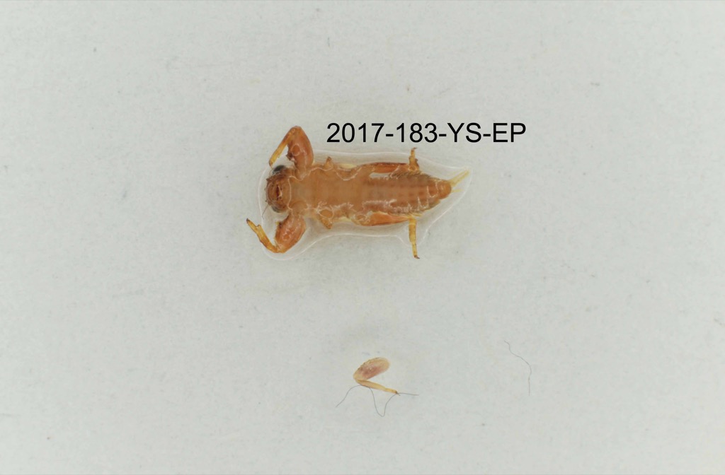 ventral