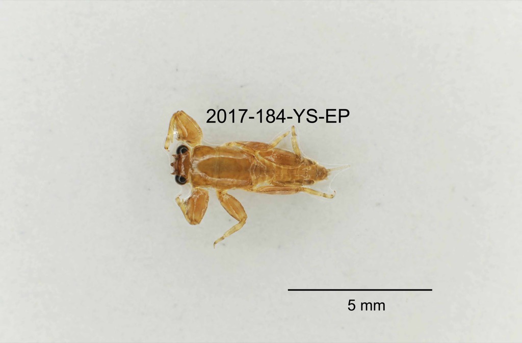 dorsal