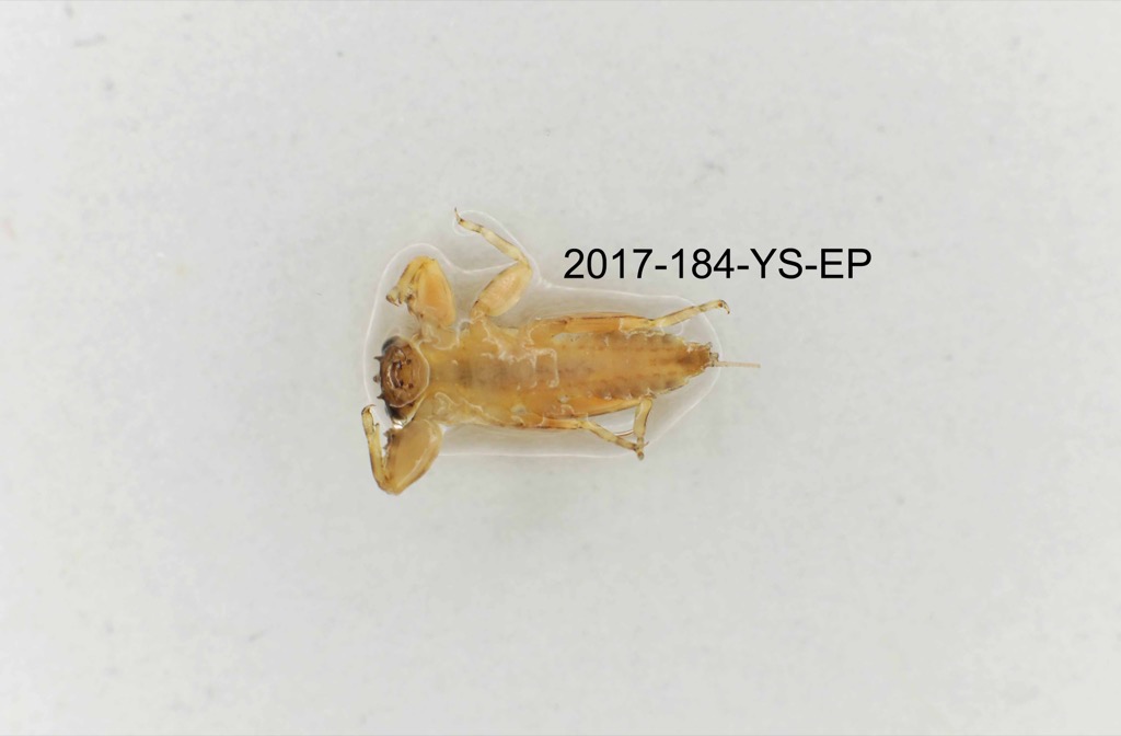 ventral