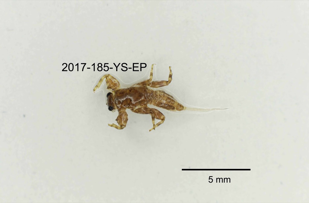 dorsal