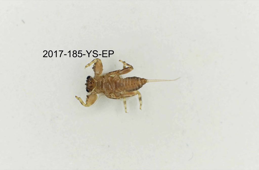 ventral