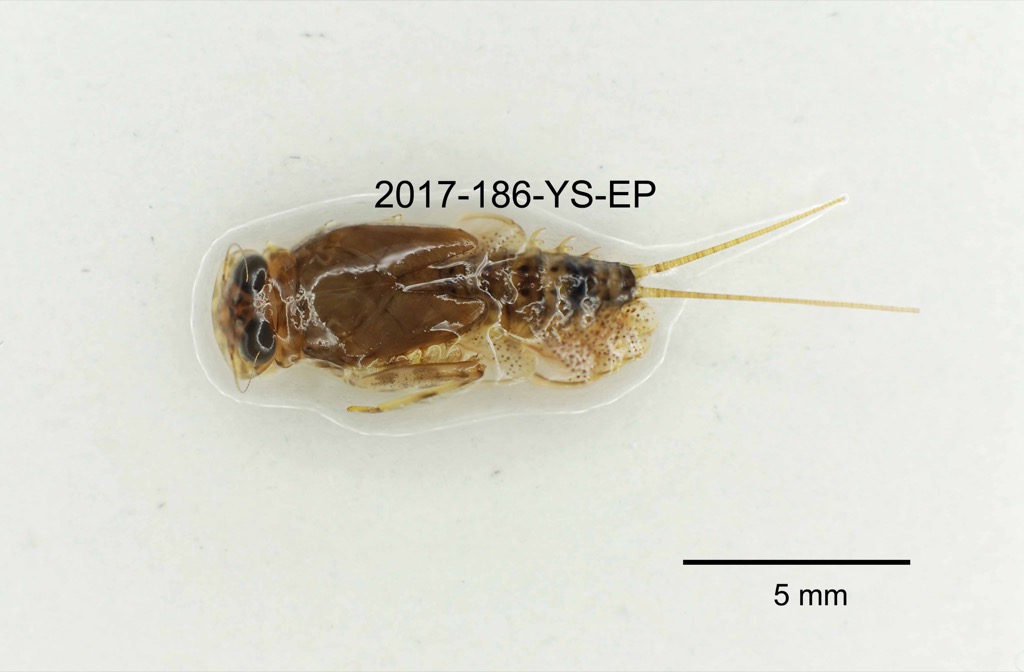 dorsal