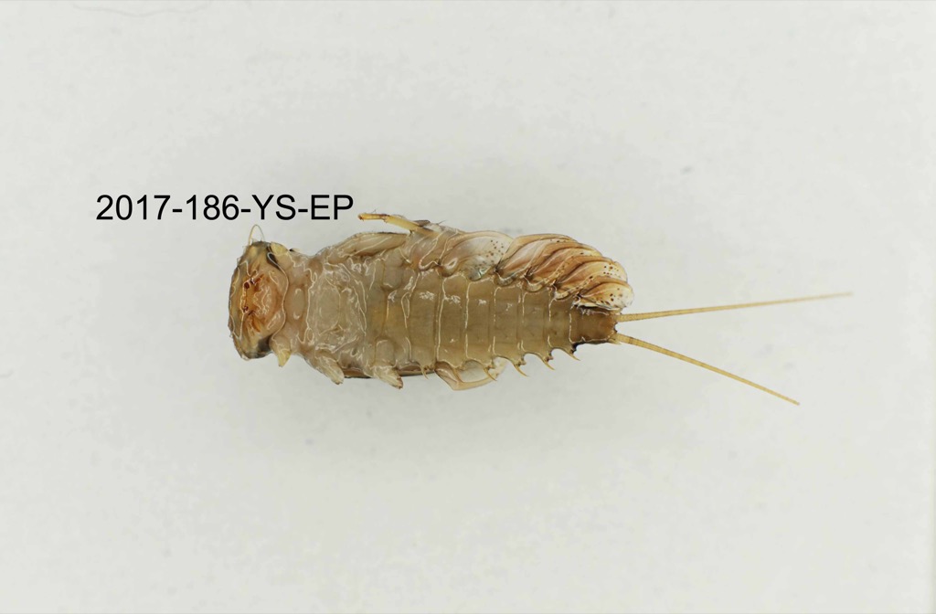 ventral