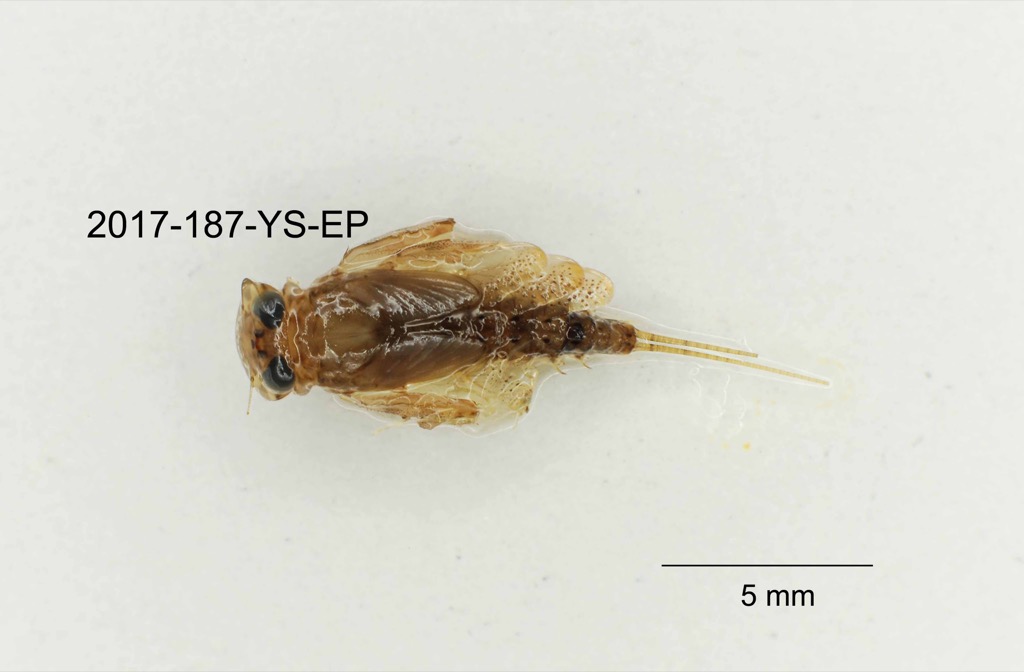 dorsal