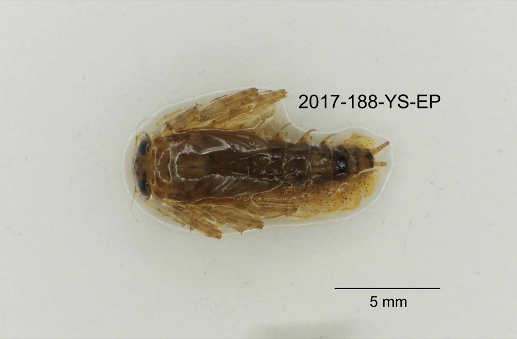 dorsal