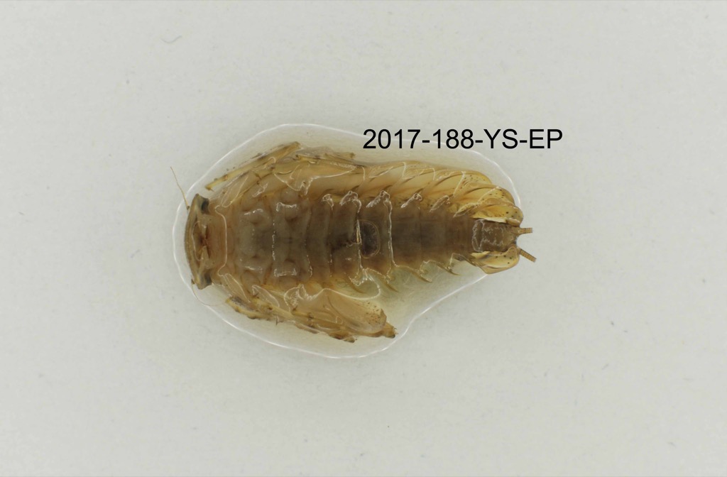 ventral