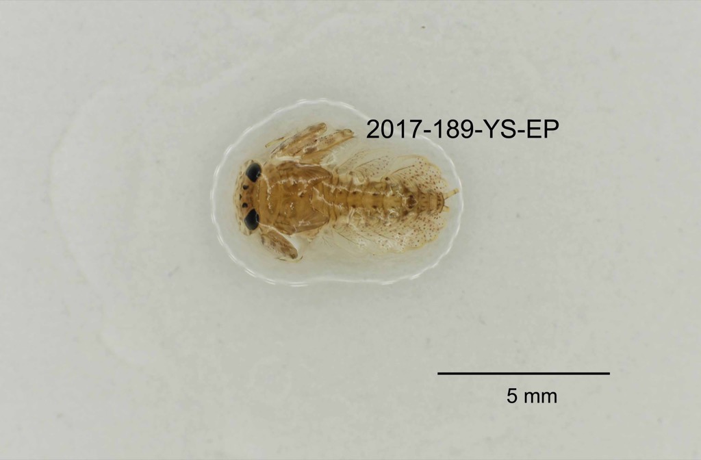 dorsal