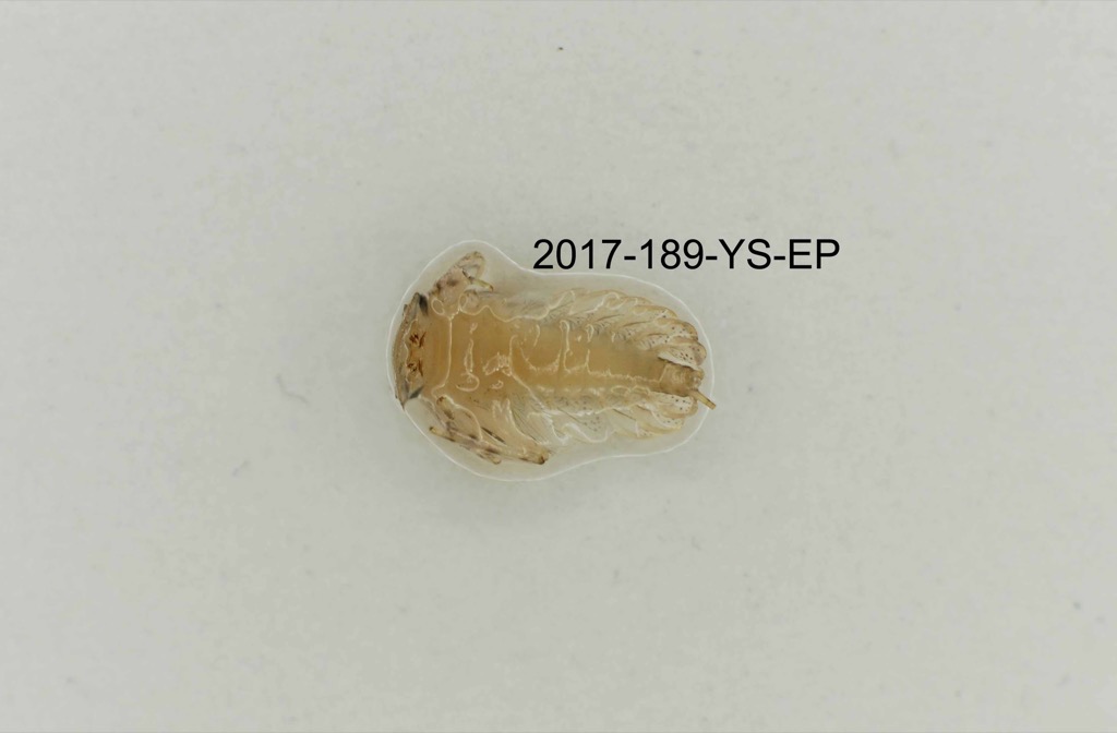 ventral