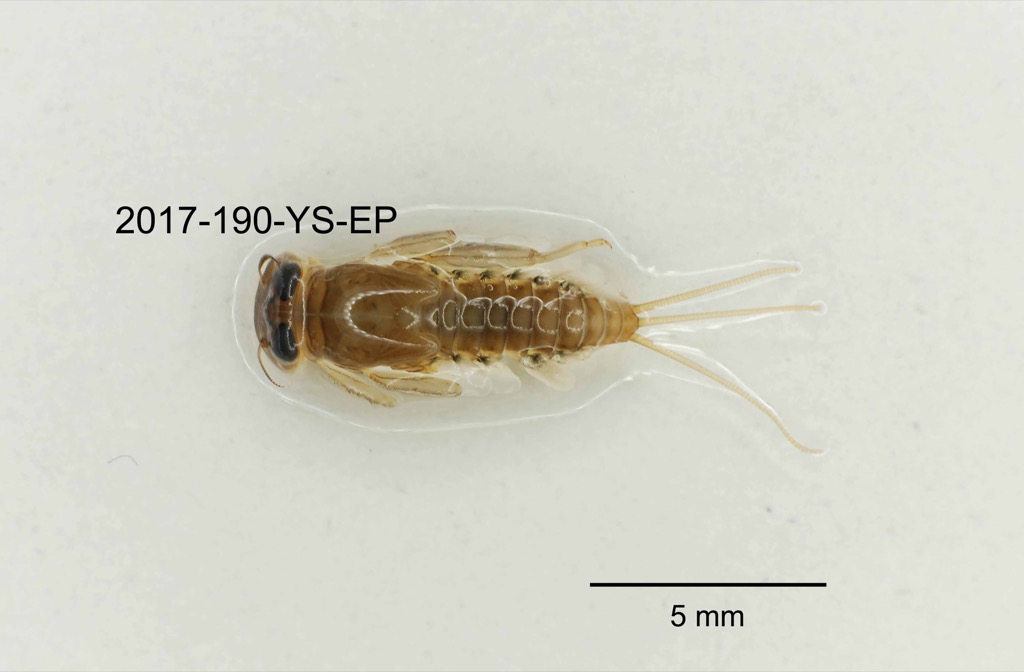 dorsal