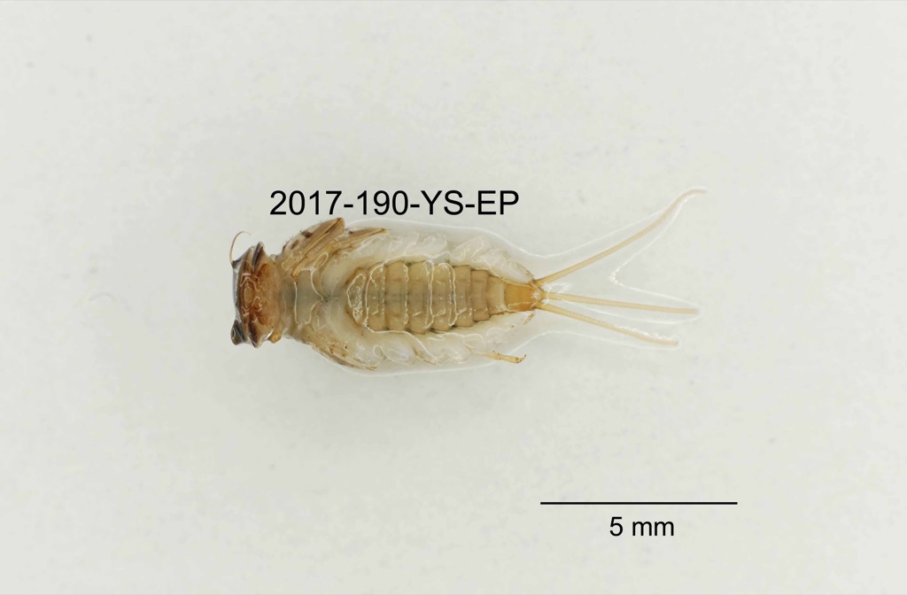 ventral