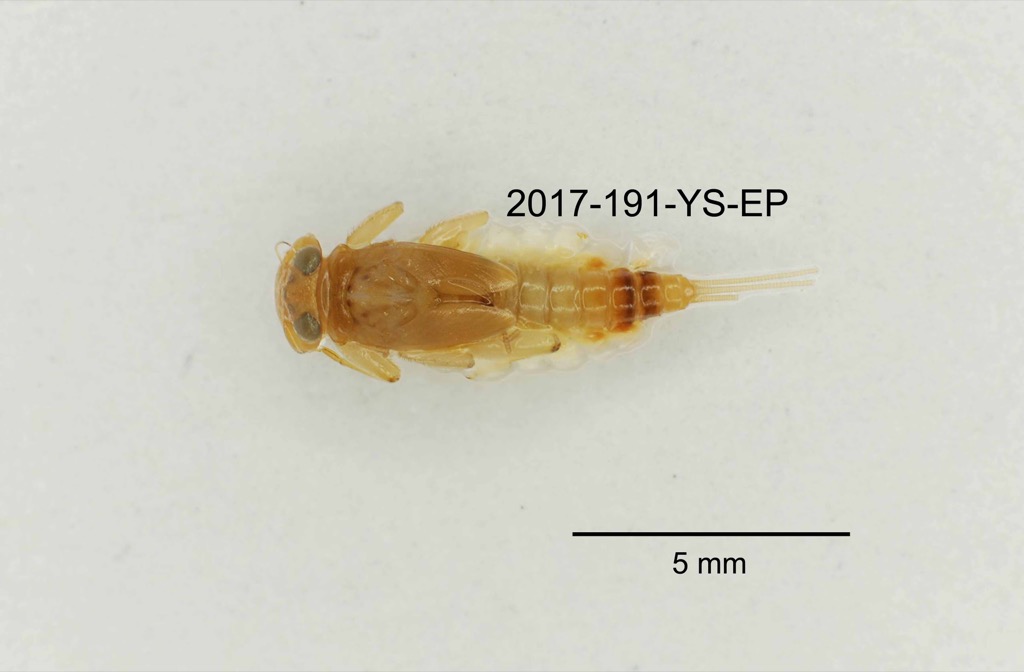 dorsal
