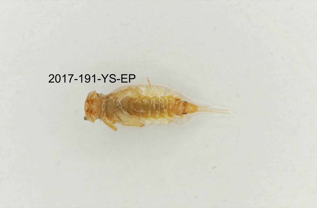 ventral