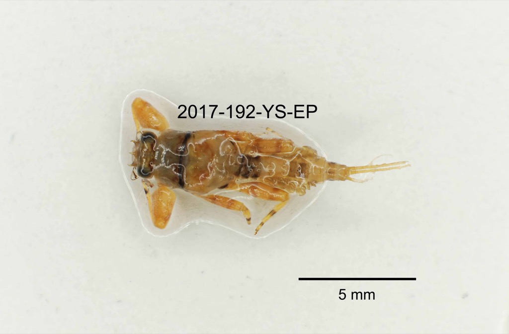 dorsal