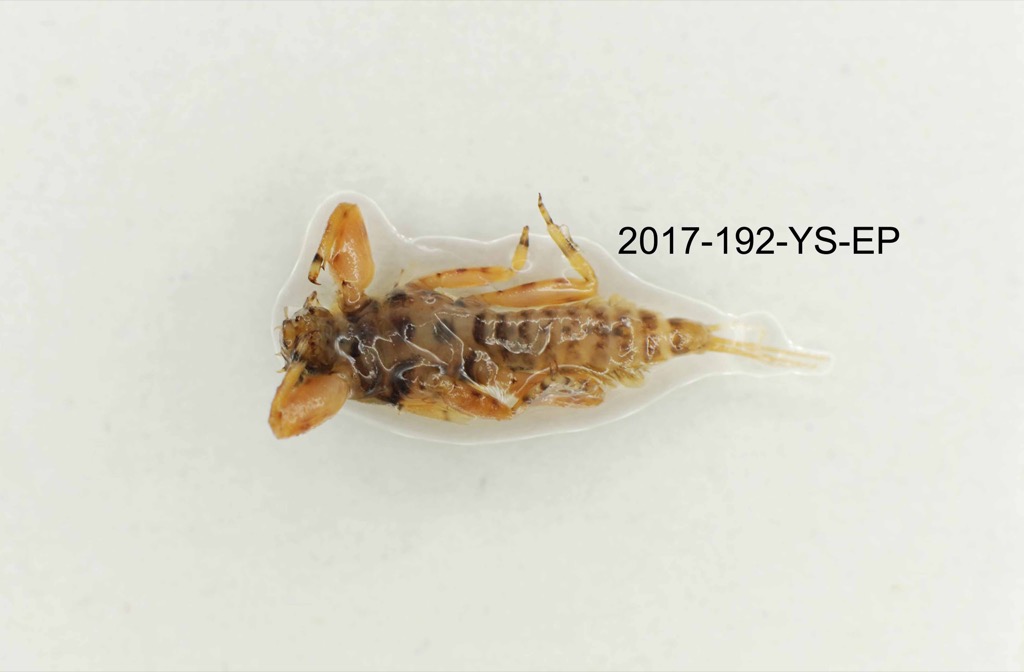 ventral