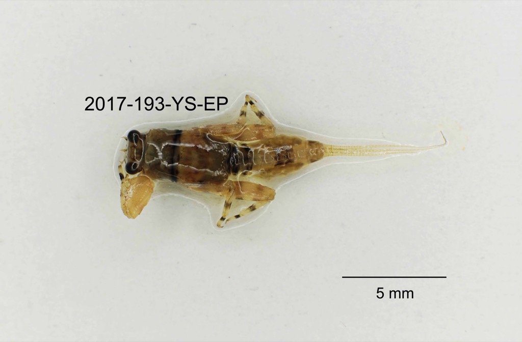 dorsal