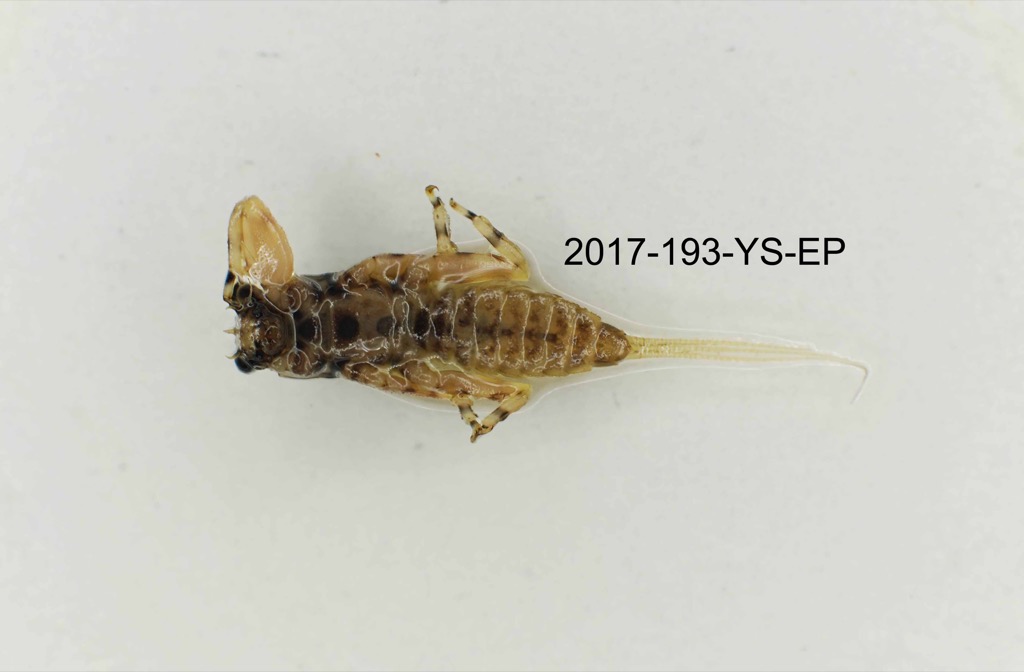 ventral