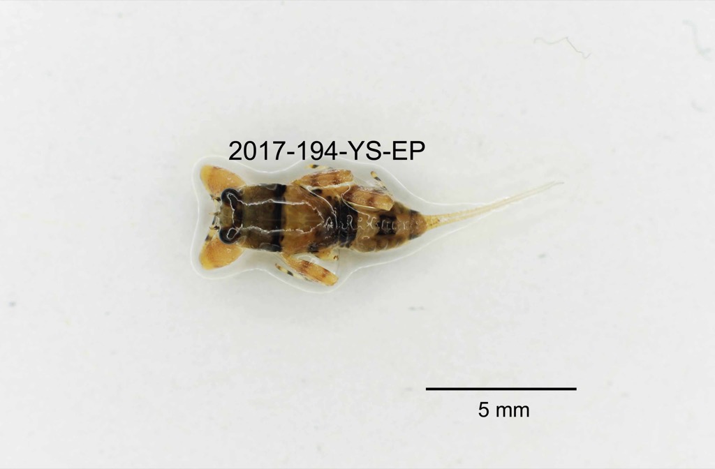 dorsal