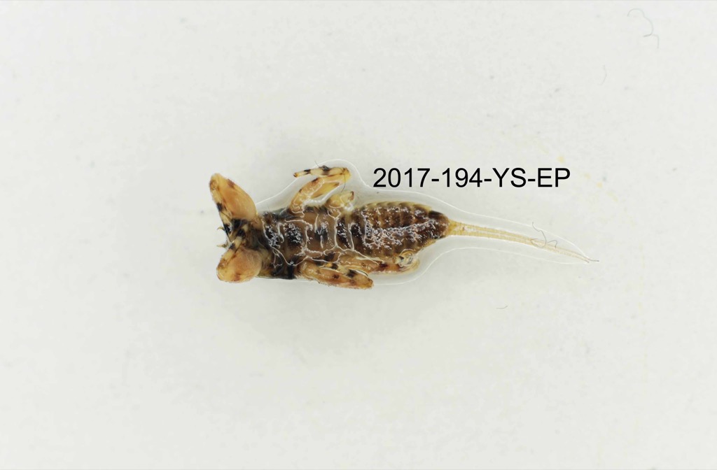 ventral