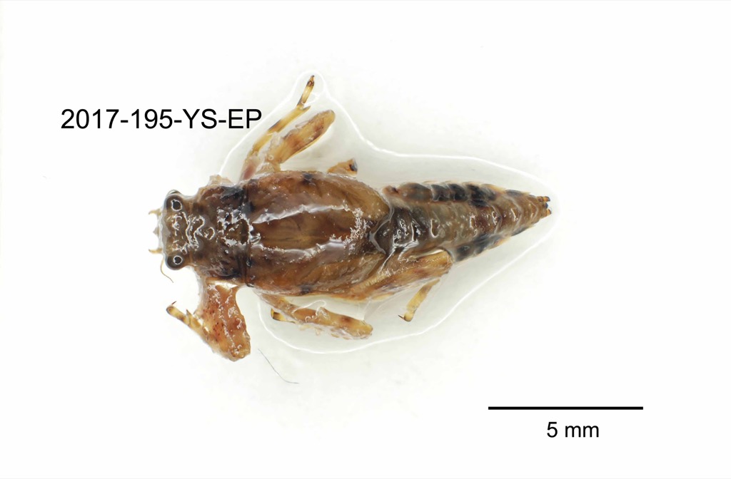 dorsal
