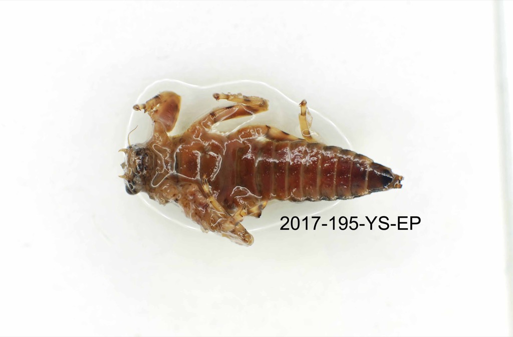 ventral