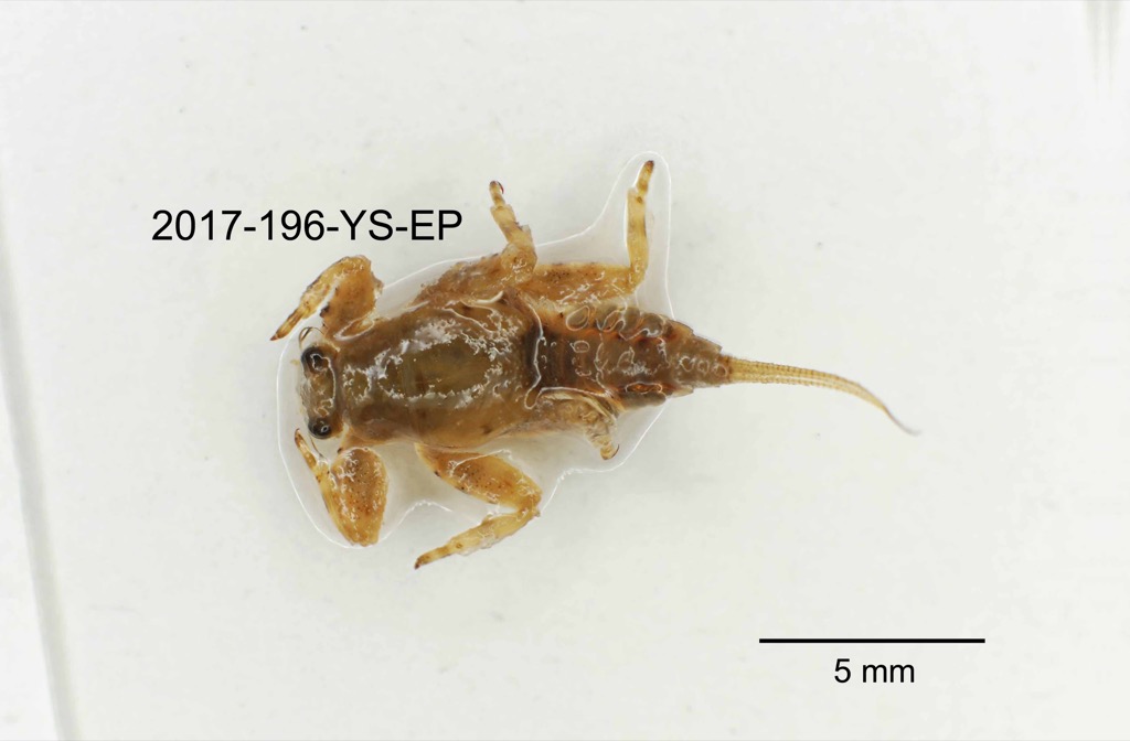 dorsal