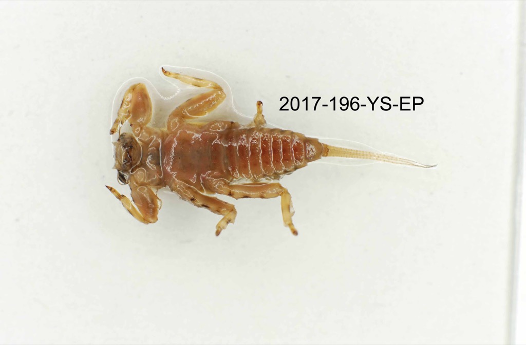 ventral