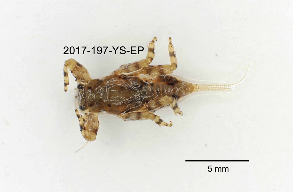dorsal