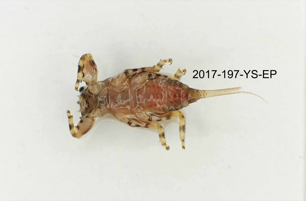 ventral