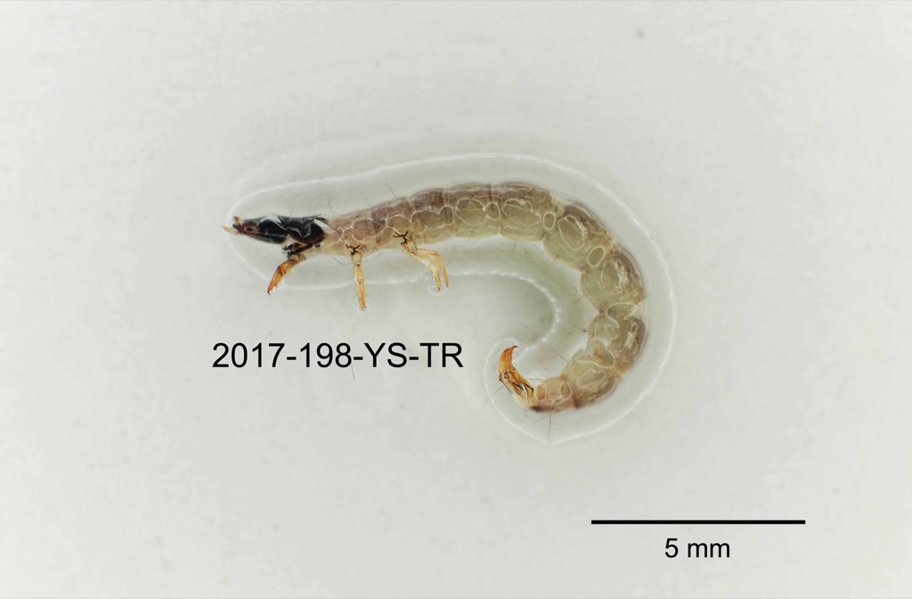 lateral