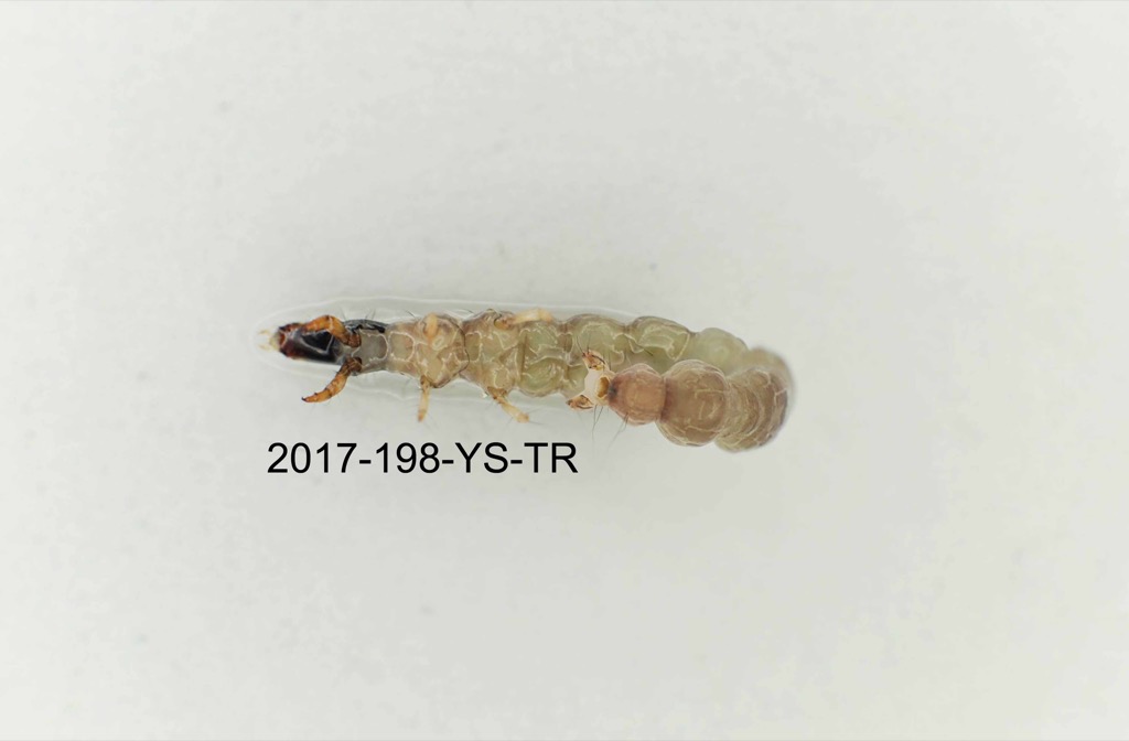 ventral
