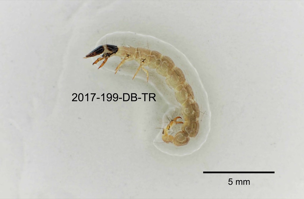 lateral