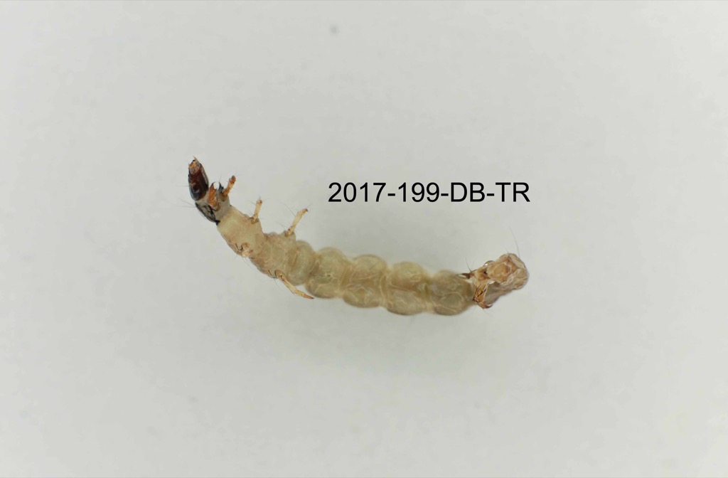 ventral