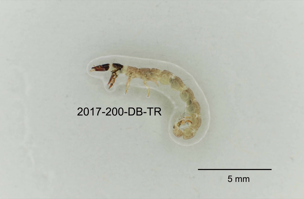 lateral