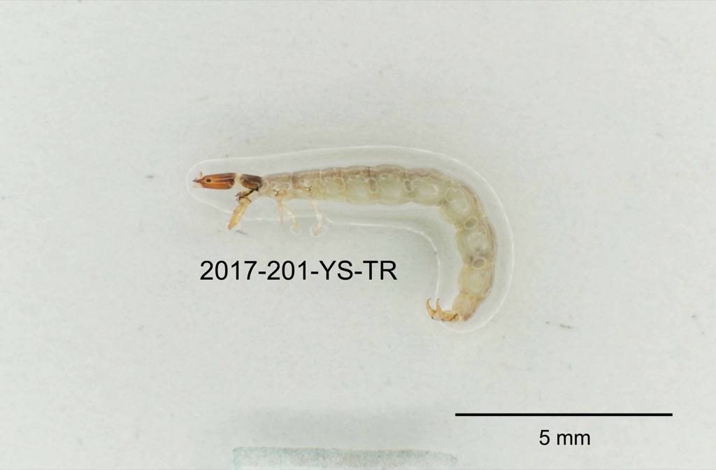 lateral