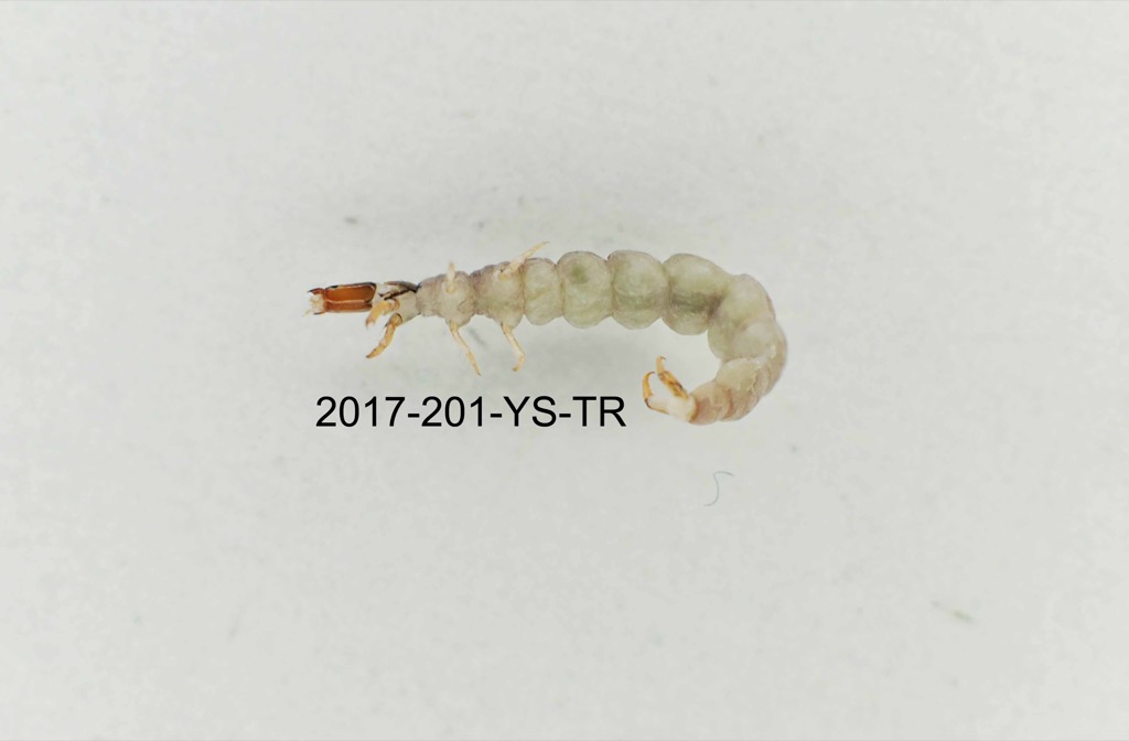 ventral