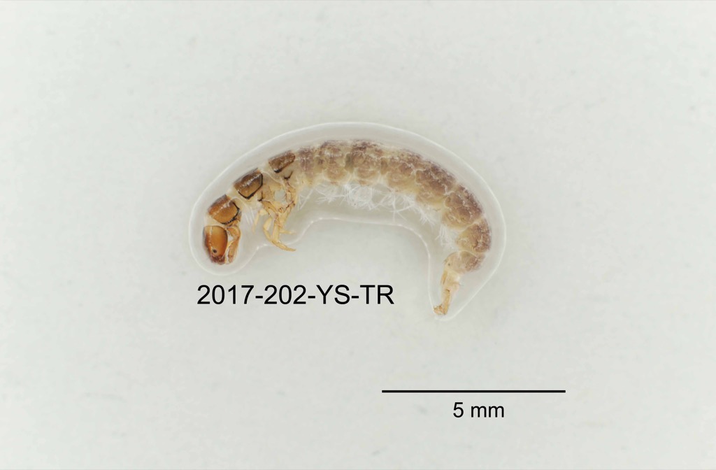 lateral