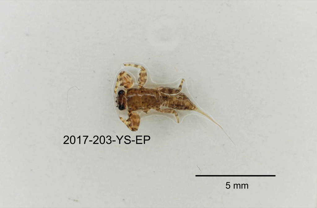 dorsal