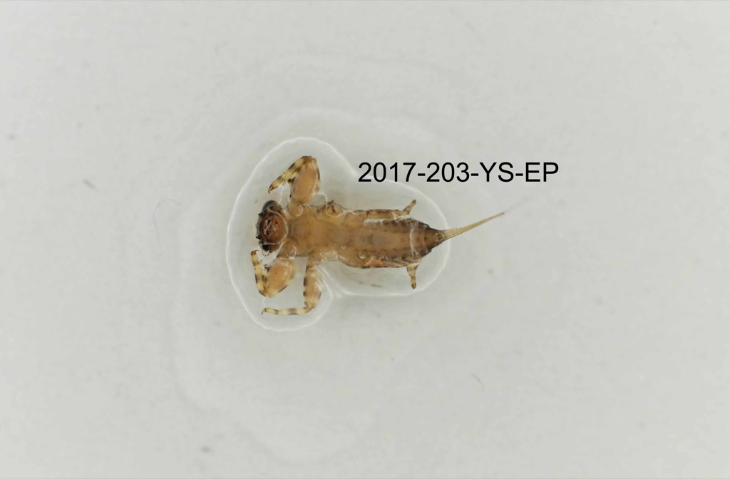 ventral