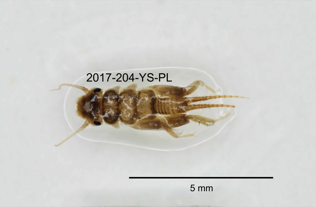 dorsal