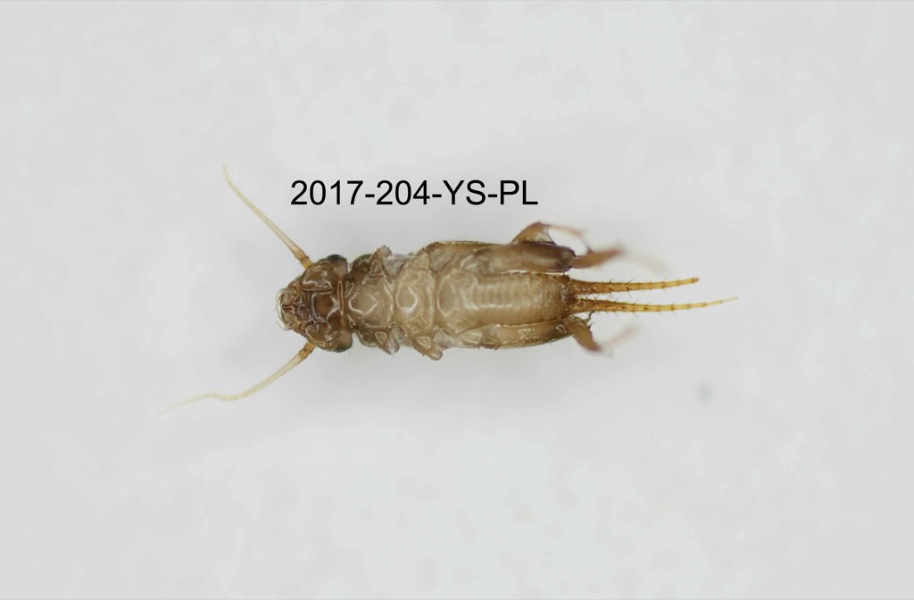 ventral