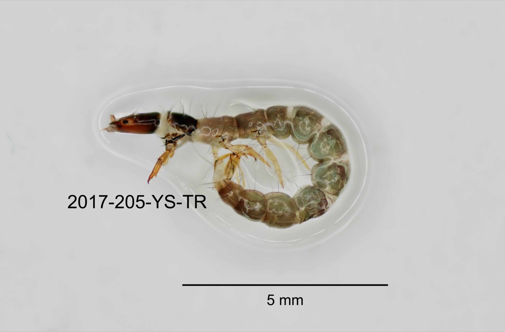 lateral