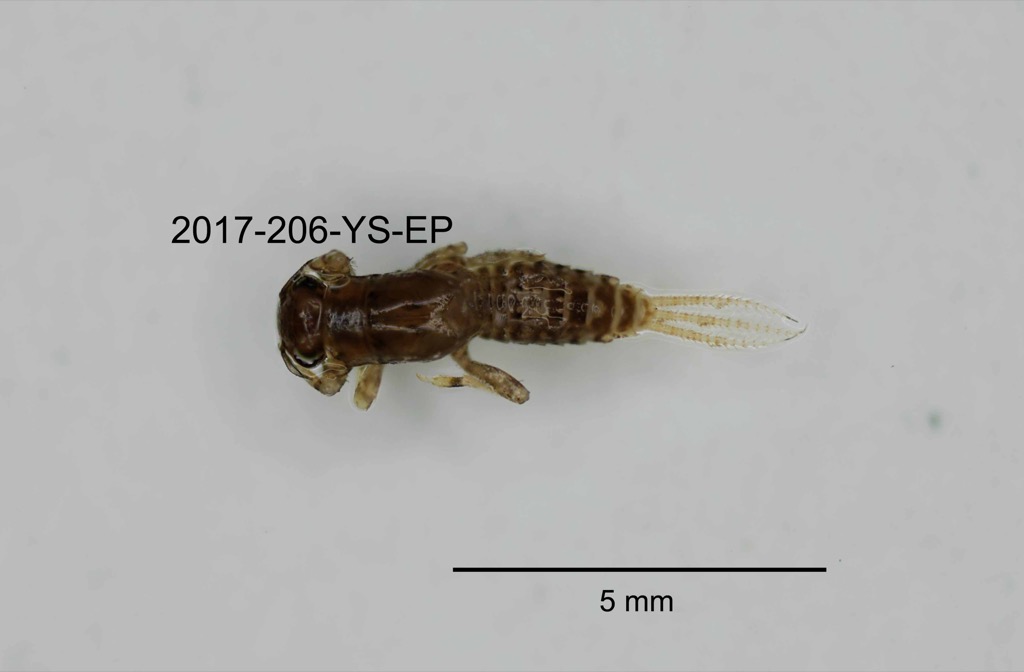 dorsal