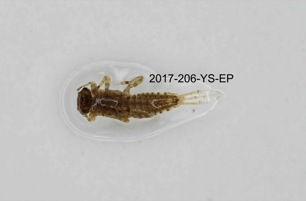 ventral