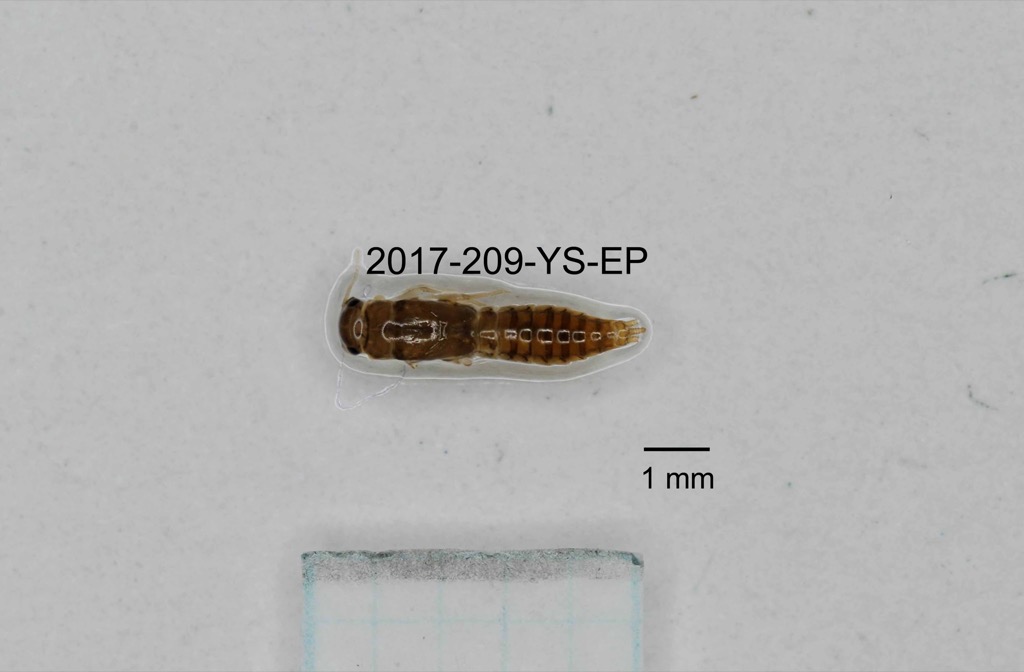 dorsal