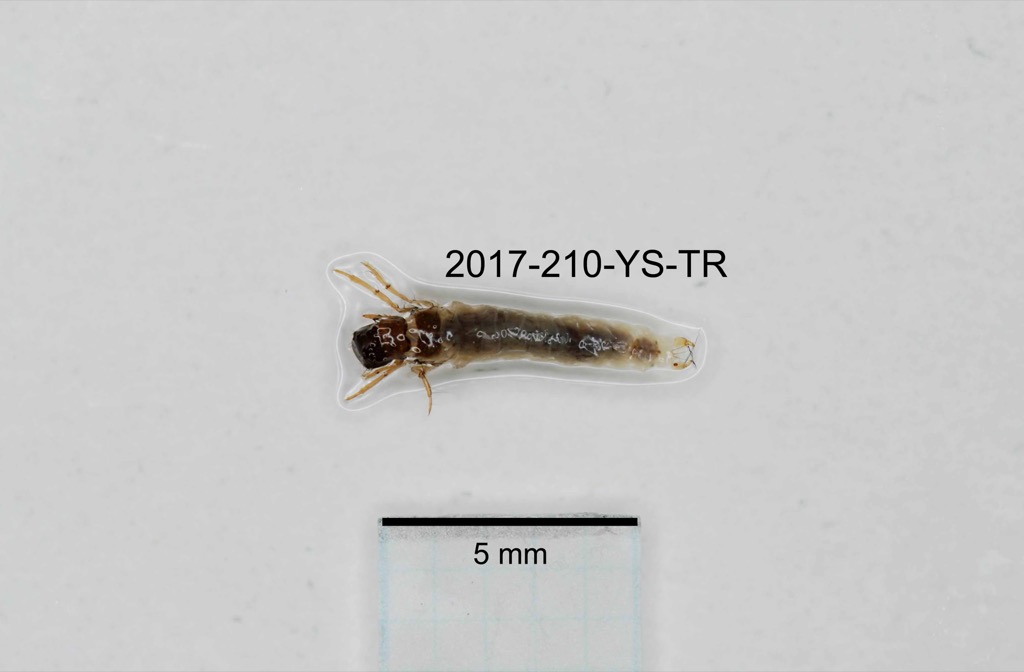 dorsal