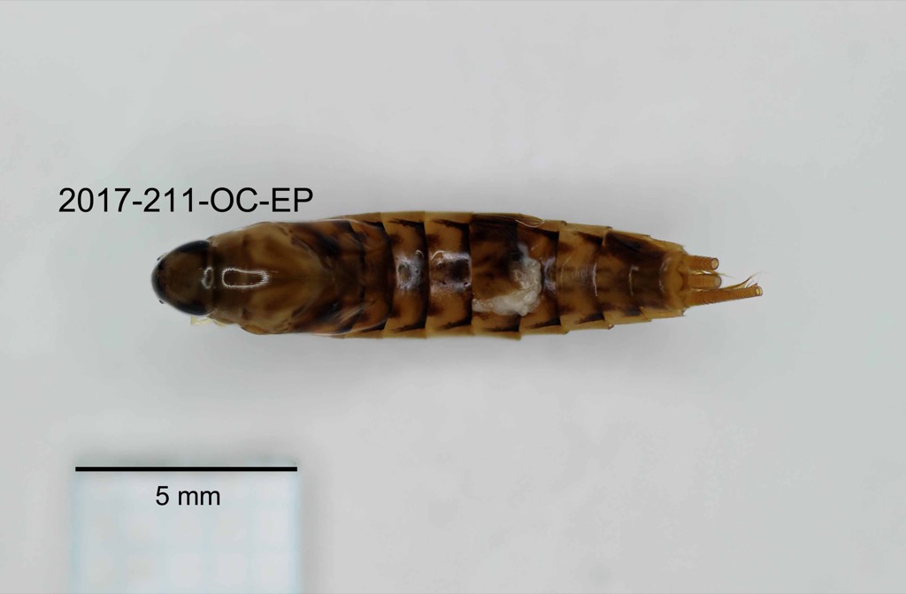 dorsal