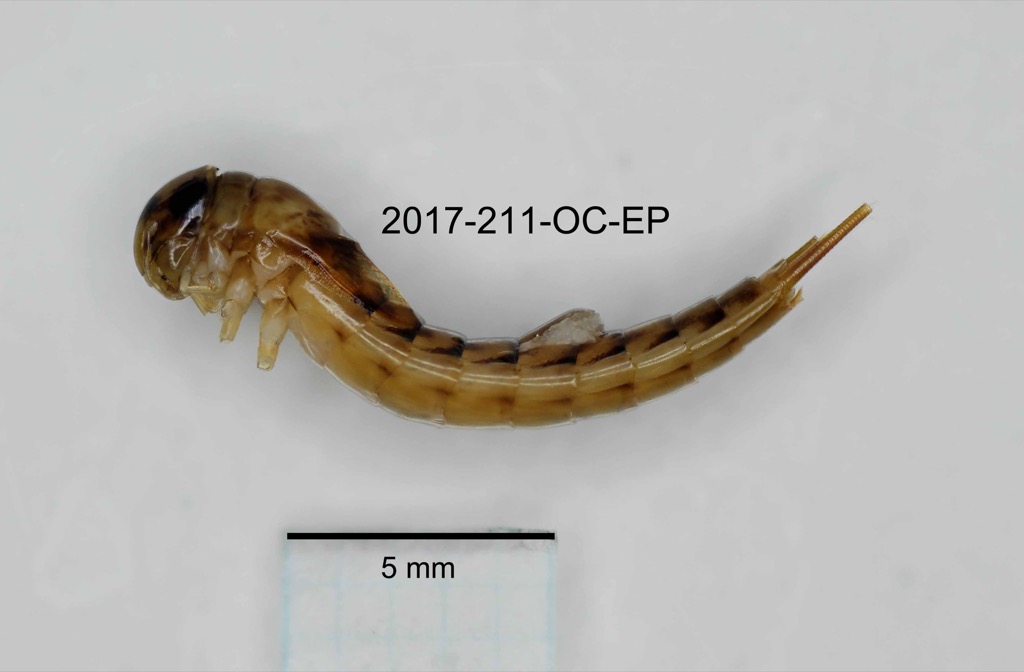 lateral
