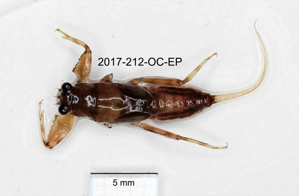 dorsal